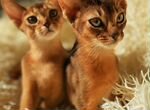 Абиссинские котята с документами