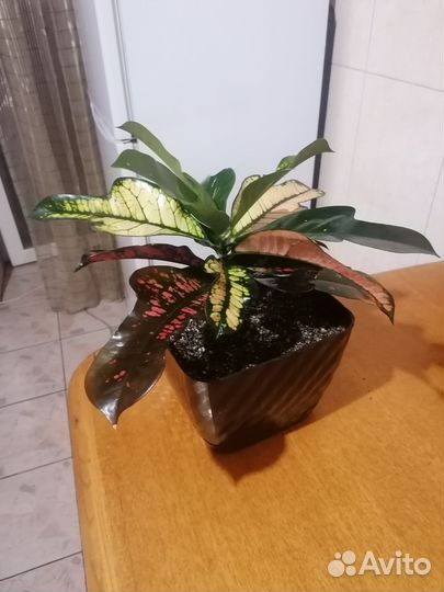 Кодиеум кротон