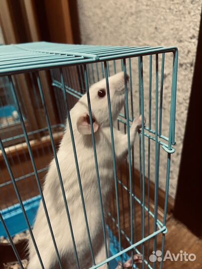 Крыса дамбо с клеткой