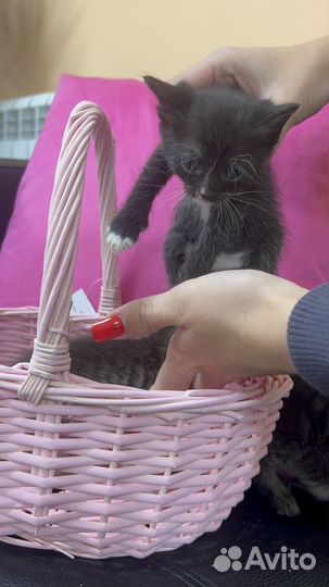 Кошка в дар