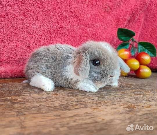 Декоративные mini кролики