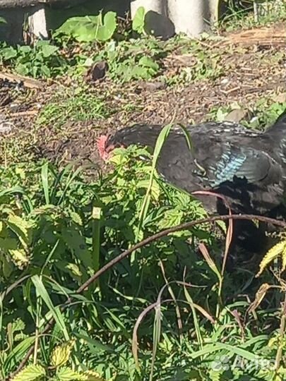 Продам двух петухов, брама