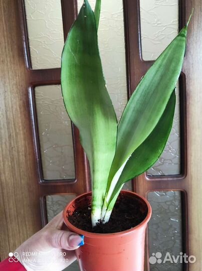 Сансевиерия Муншайн Комнатные цветы