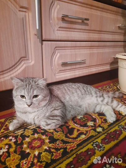 Шотландец вязка