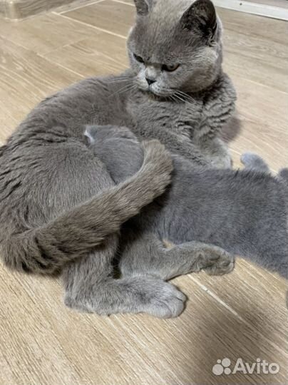 Британские котята