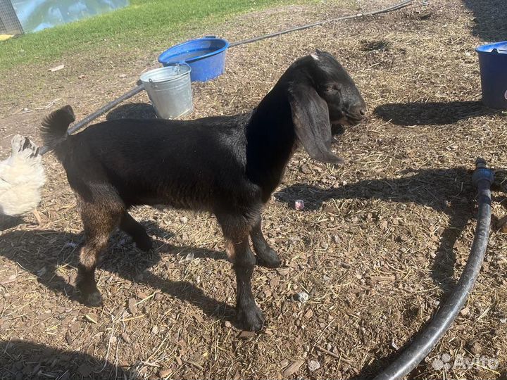 Козлята нубо-камори