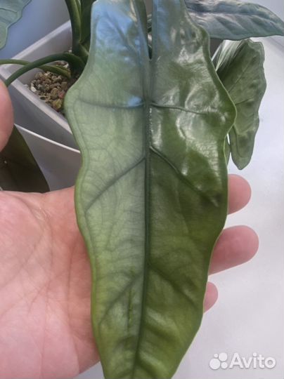 Alocasia heterophylla Silver / алоказия хетерофила