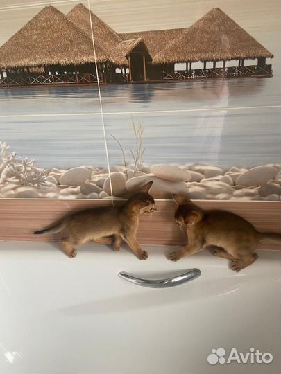 Абиссинская