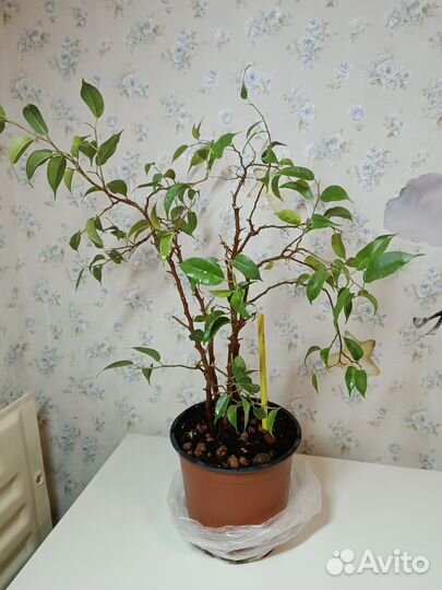 Обыкновенный