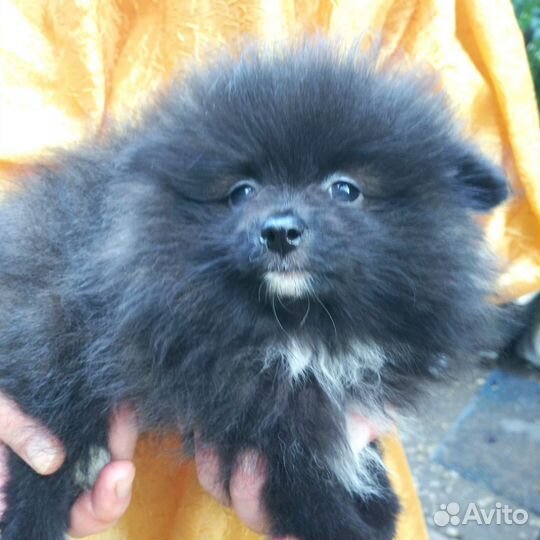 Померанский шпиц мини девочка
