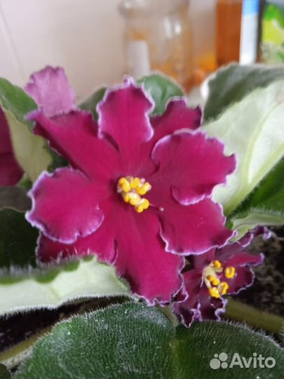 Продам листики от сортовых красивых фиалок