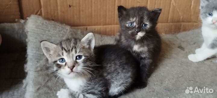 Котята в добрые руки