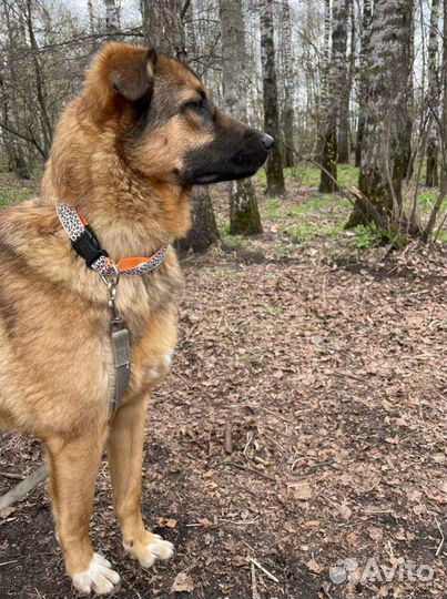 Простите что не шпиц