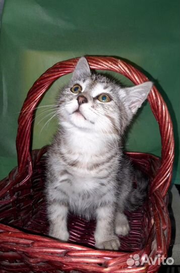 Котенок бенгальский тигренок Ищет мам и пап