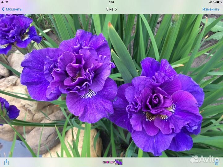 Многолетники