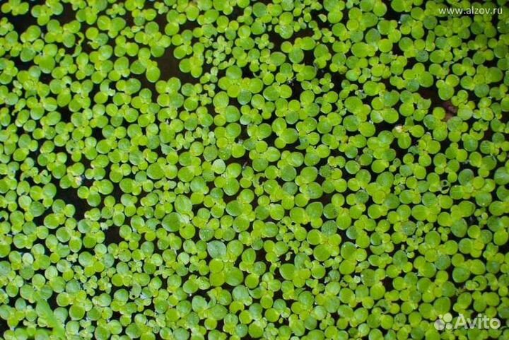 Водоросли (Перистолистник (Уруть), Пистия
