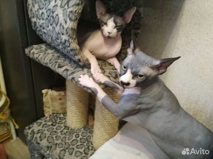 Вязка с Канадским сфинксом