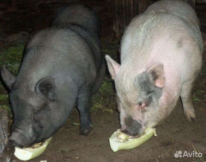 Вьетнамск вислобрюхий поросенок