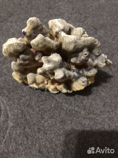 Продам кораллы