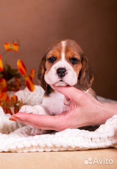 Щенки бигль