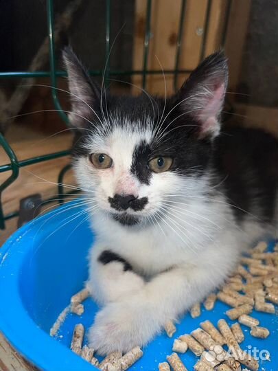 Мальчик, 2 месяца, в поисках семьи