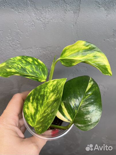 Эпипремнум (сциндапсус) золотистый