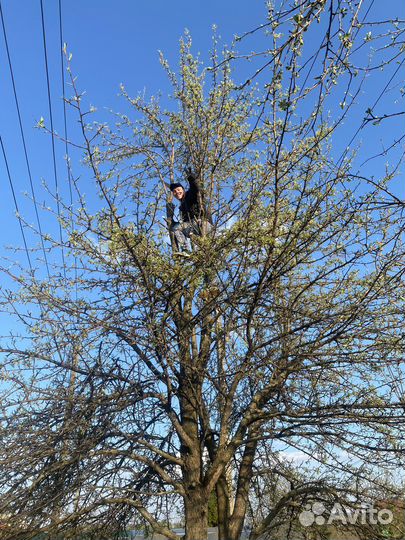 Спил деревьев с вывозом