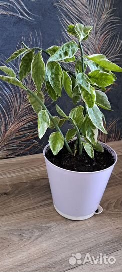 Педилантус