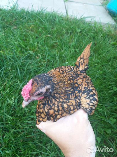 Куры. Сибрайт