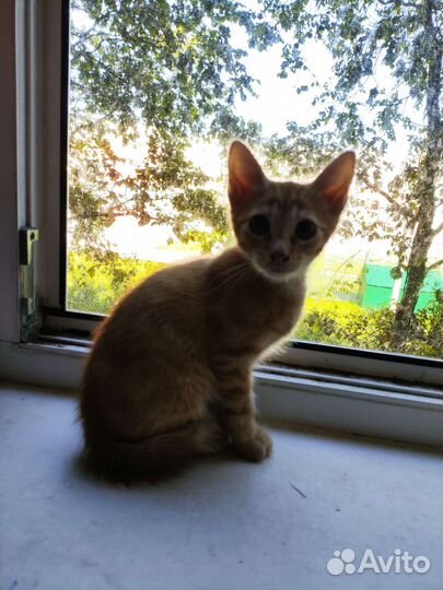 Рыжий котенок