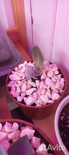 Эхеверия суккуленты