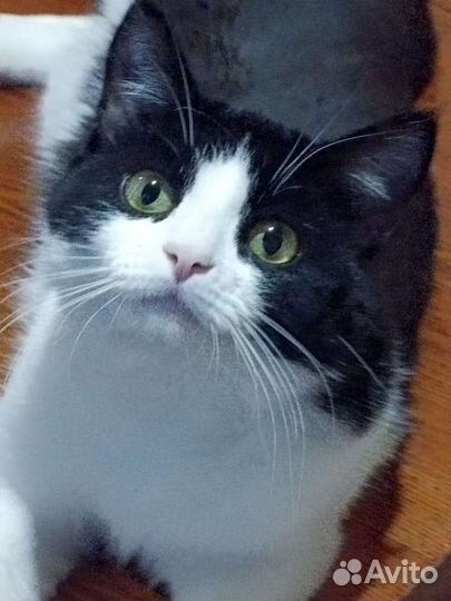 Очаровательная молоденькая кошечка