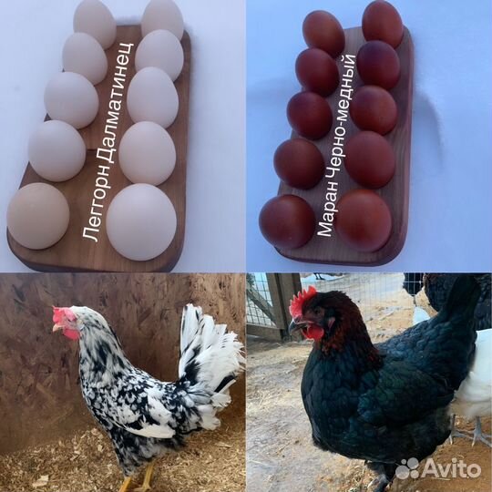 Инкубационное яйцо