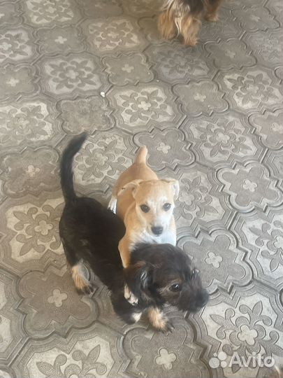 Собаки мелкой породы