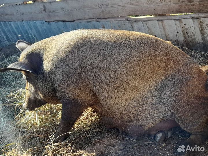 Поросята кабан, дюрок, вьетнамская свиньи
