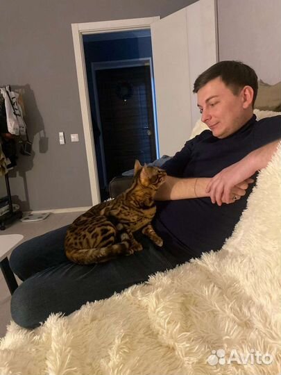 Домашняя передержка животных,зоотакси,выгул