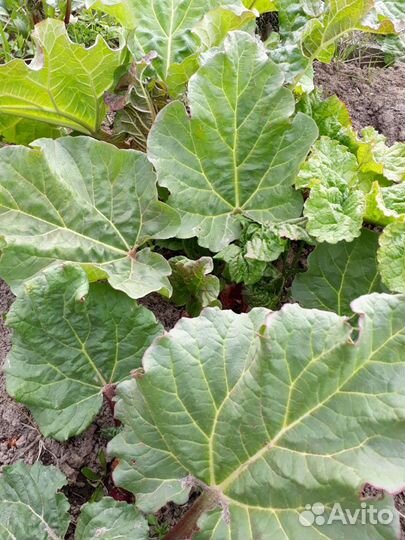 Пряные многолетние растения и травы для сада