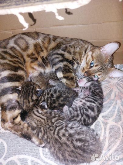 Бенгальская