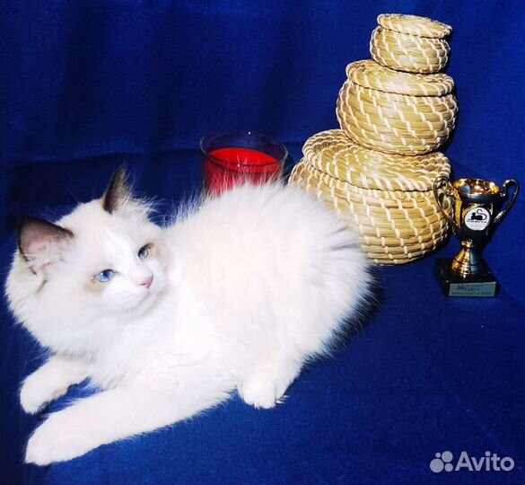 Котёнок Рэгдолл