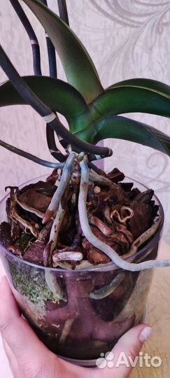 Орхидея фаленопсис Нарбонна