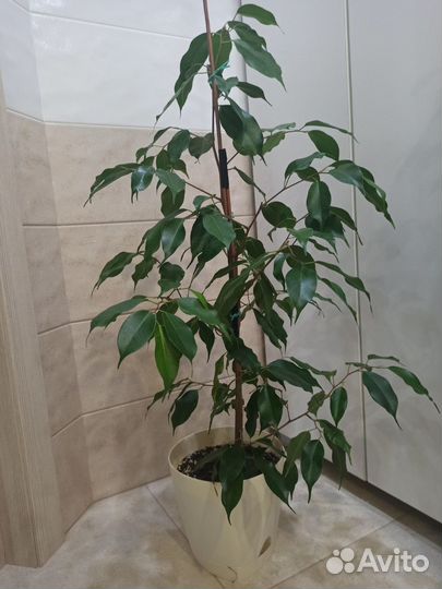 Фикус бенджамина Экзотика
