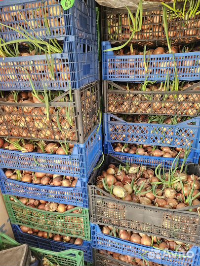 Лук на посадку