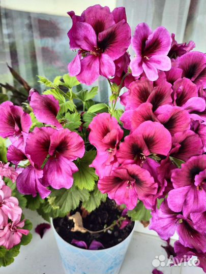 Герань королевская