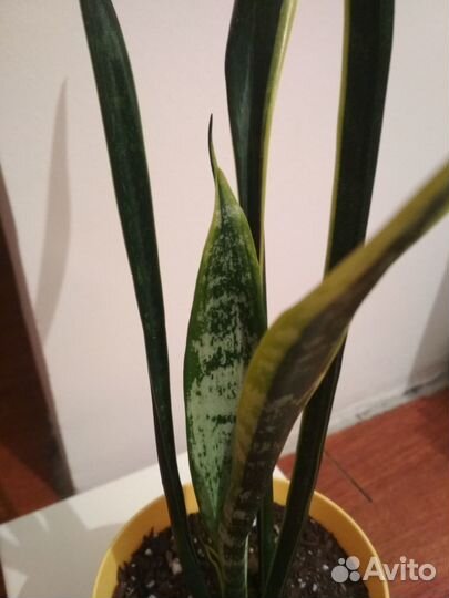 Сансевиерия сортовая