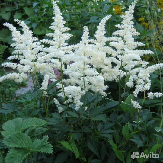 Астильбы японские