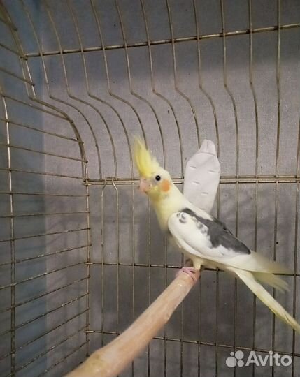 Попугай птенец Кореллы