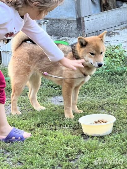 Сиба девочка