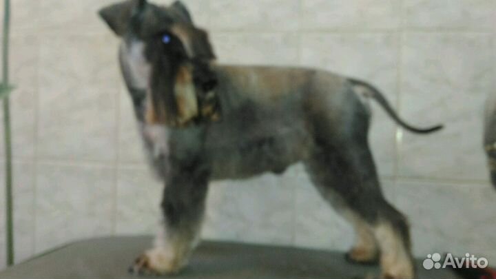 Стрижка собак и кошек