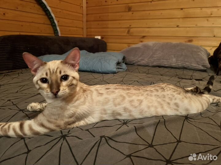 Бенгальский кот