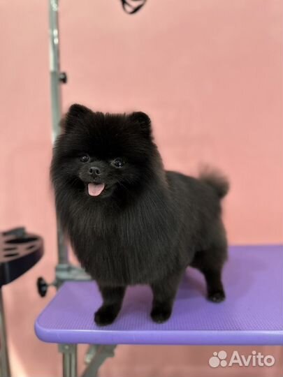 Стрижка собак, профессиональный груминг